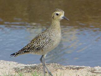 Pacific_Golden_Plover_3